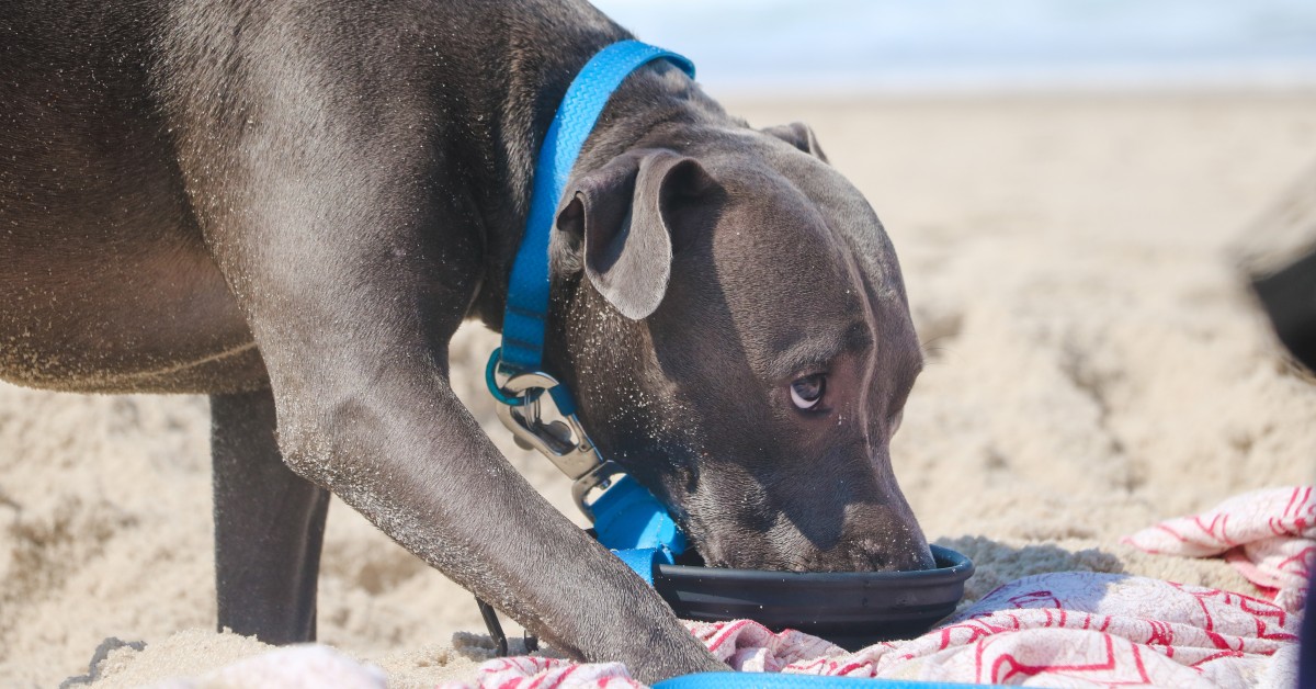 Summertime Dos and Don’ts for Pet Owners